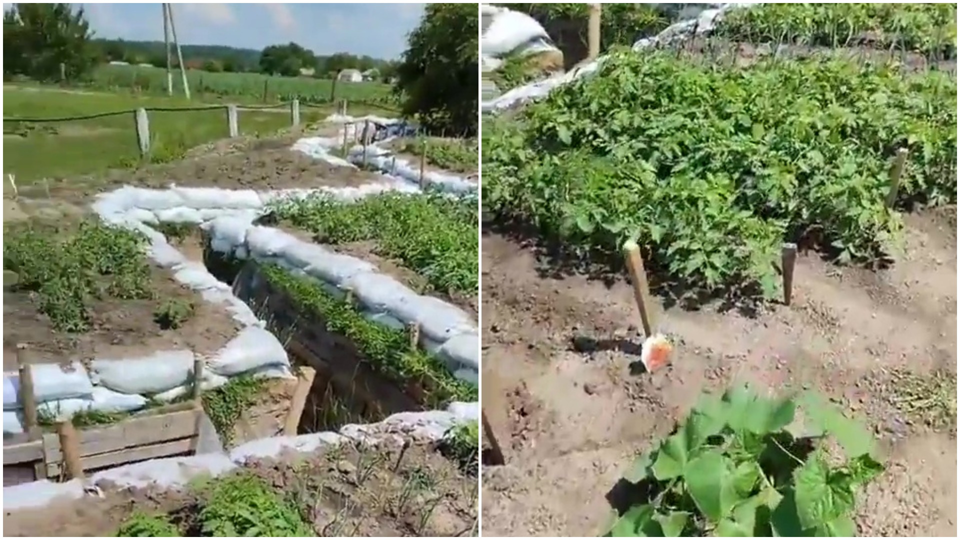 transee, legume, ucraina, rosii