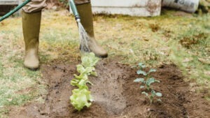 arad, apa, udat plante, canicula