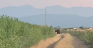 urs, Ghimbav, Brasov, teren arabil