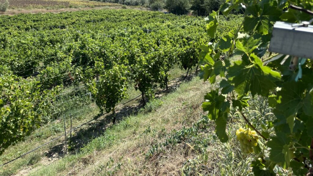 struguri de masa, Husi, Gheorghe Pascal