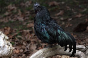 gaini negre gaini exotice rasa de gaini din Indonezia gaini ornamentale