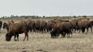 bizoni, Vrancea, Razvan Avram