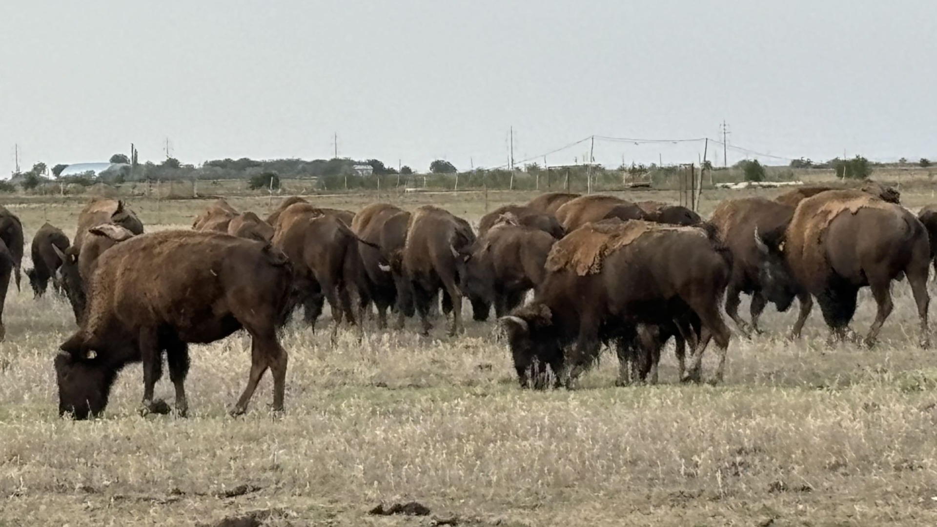 bizoni, Vrancea, Razvan Avram