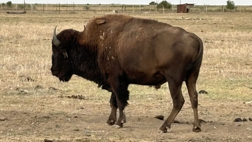 bizoni, Razvan Avram, Vrancea
