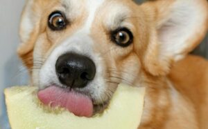 alimente animal companie senior