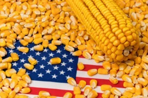 recolta mondiala de porumb