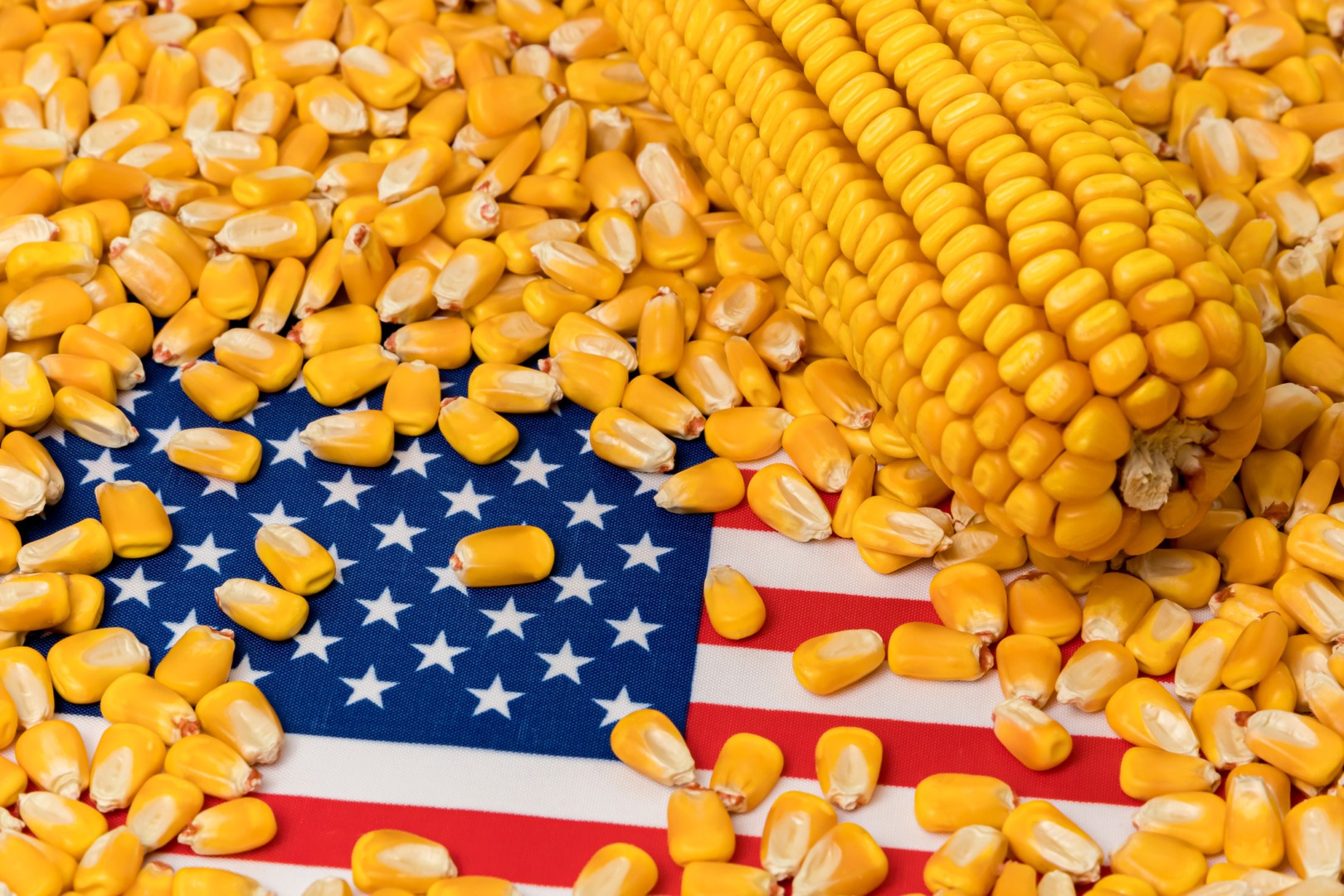 recolta mondiala de porumb