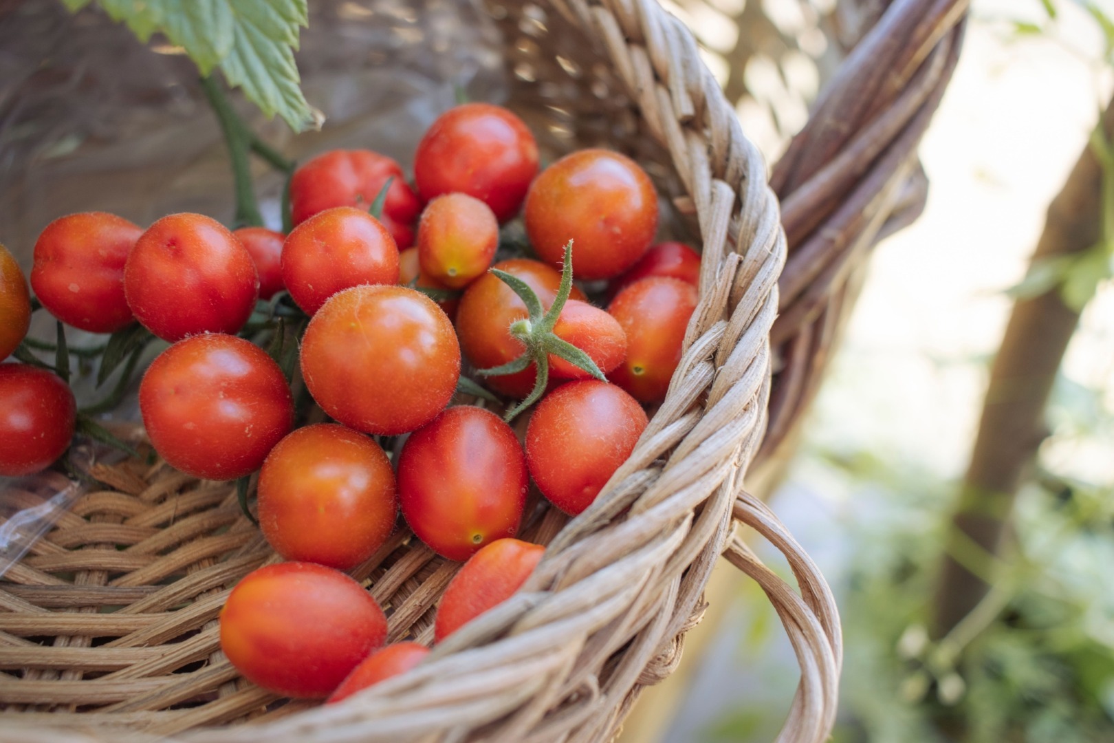autofagia similara in metabolismul uman ajuta rosiile sa ramana mai proaspete mai mult timp