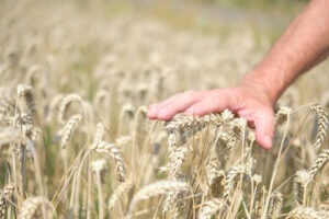 Exporturile de grâu românesc mai mici cu 40% decat anul trecut.