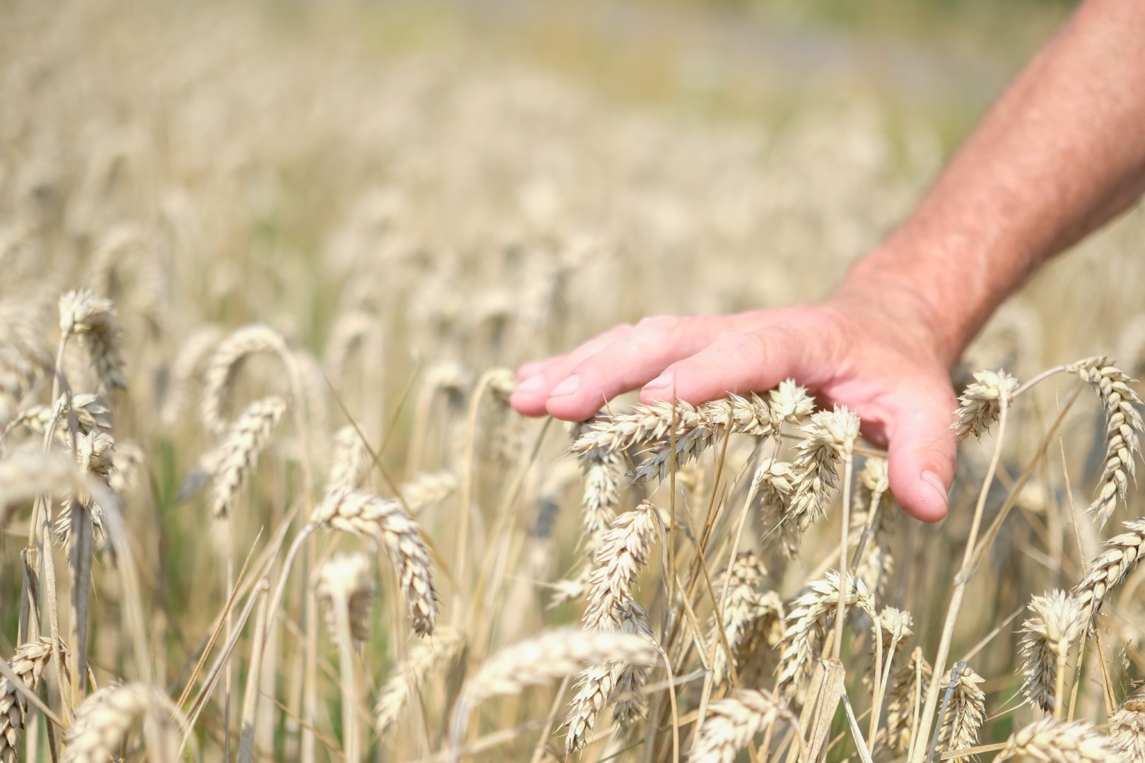 Exporturile de grâu românesc mai mici cu 40% decat anul trecut.