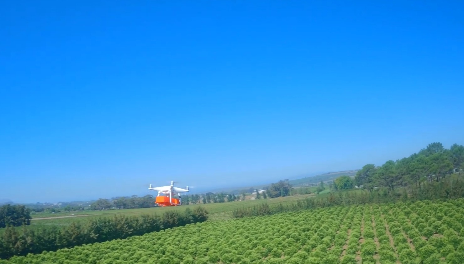 podgorie, drone, africa de sud, viespi