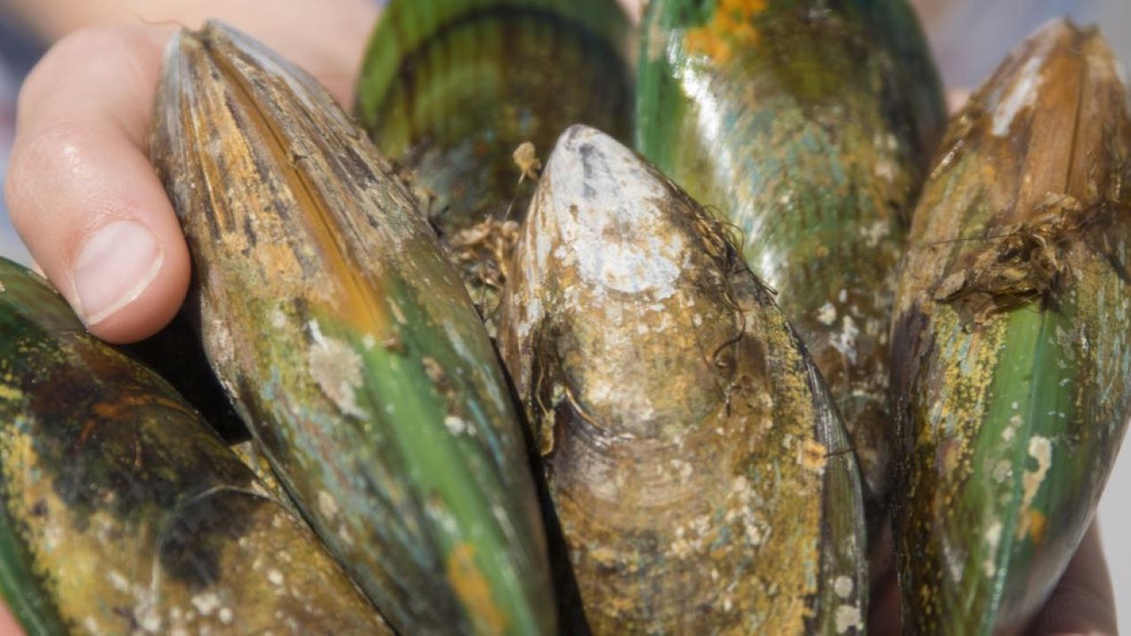 Noua Zeelanda, midia cu buze verzi, gastronomie, fructe de mare