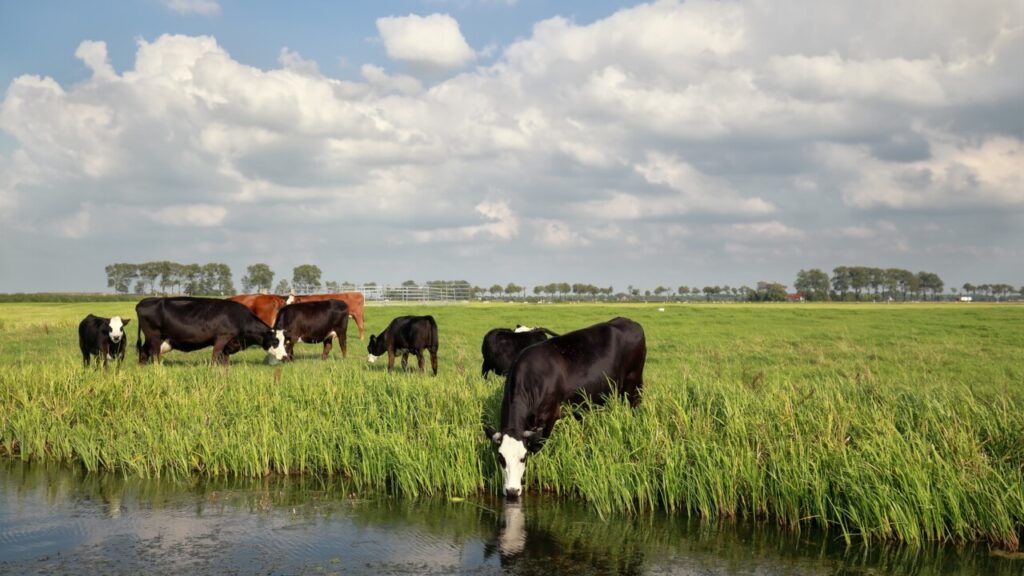 fulgerele sunt o amenintare pentru vaci