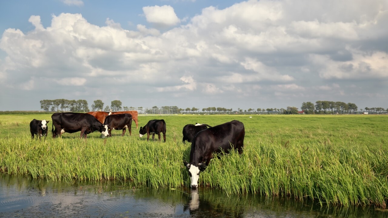 fulgerele sunt o amenintare pentru vaci