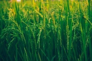 de ce se spala orezul arsenic microplastice studiu