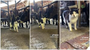 pisica, ferma, vaci, video