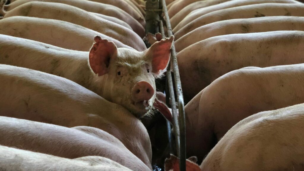 guvernul-chinez-ia-masuri-impotriva-micilor-crescatori-care-deregleaza-piata