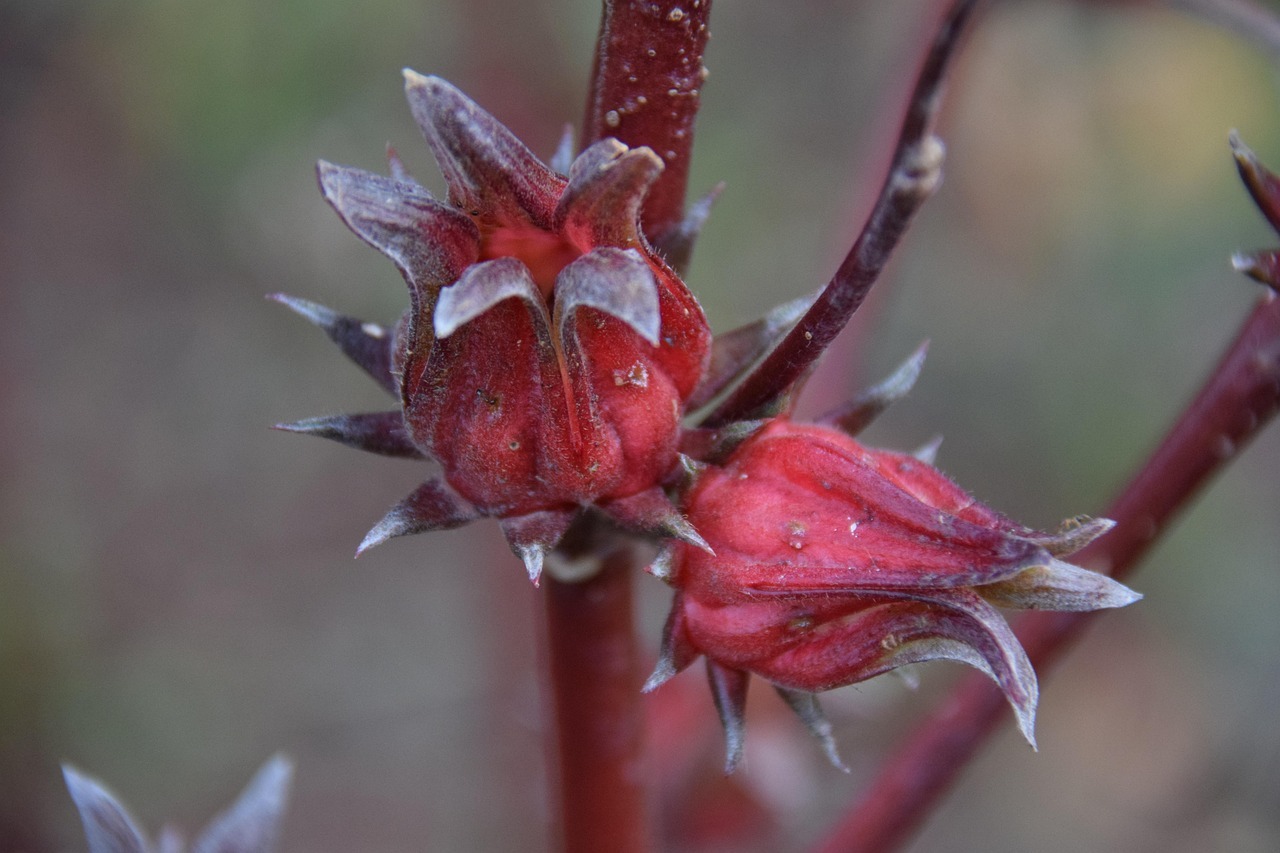 karkade ceai de hibiscus ceai care scade glicemia ceai care scade tensiunea ceai care tine colesterolul sub control