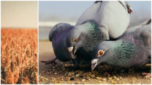 ferma, ialomita, sorg, seceta