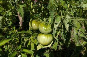tomate, caldura, florin bidasca, romania