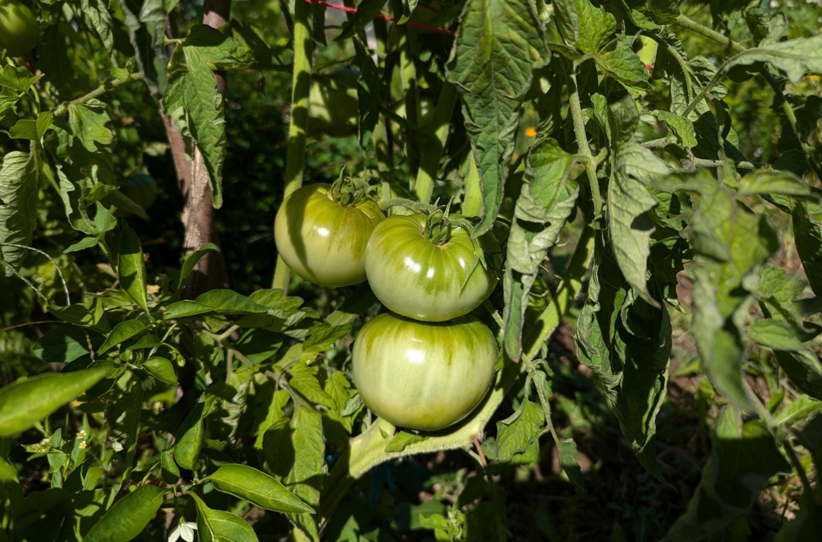 tomate, caldura, florin bidasca, romania