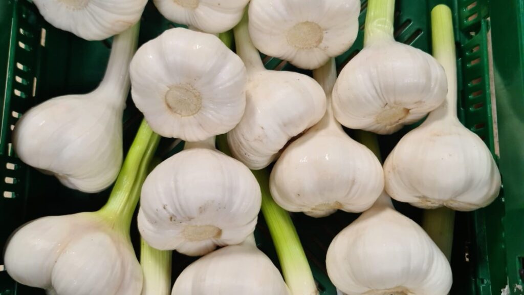 Germania, Ciprian Panțîru, usturoi