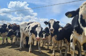 Prețul laptelui de vacă din România cel mai mic din Uniunea Europeană.