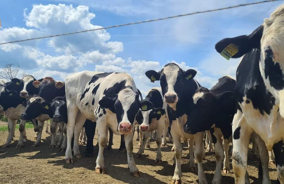 Prețul laptelui de vacă din România cel mai mic din Uniunea Europeană.