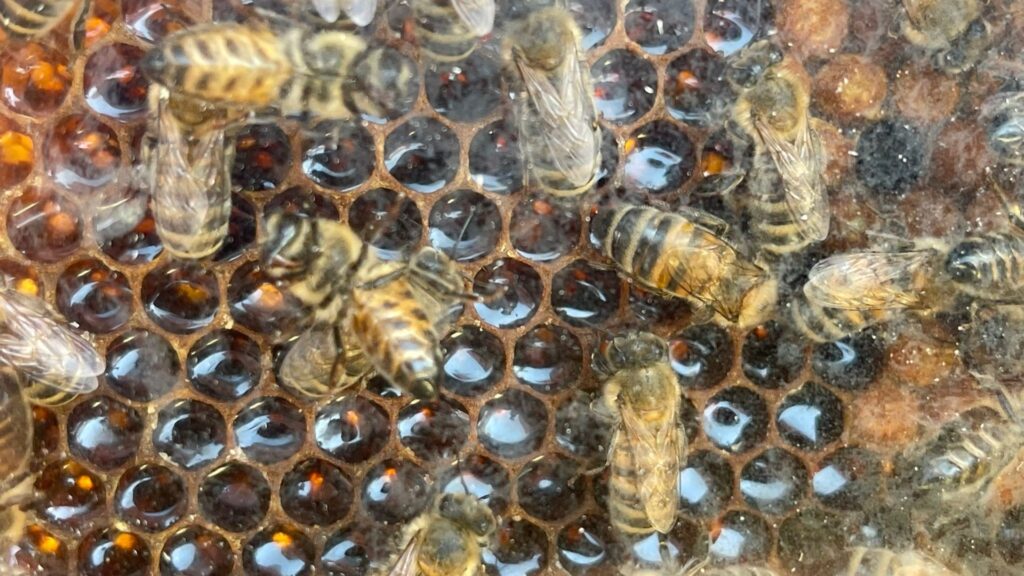 Apicultorii cred că vor fi pierderi mari din cauza înghețului