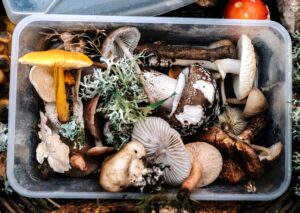 ciuperci otravitoare puse in mancarea unei familii