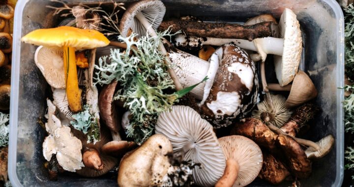 ciuperci otravitoare puse in mancarea unei familii