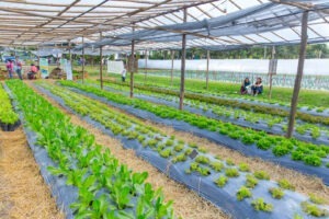 meseria de fermier scoala de fermier scoala profesionala Italia agricultura in Italia