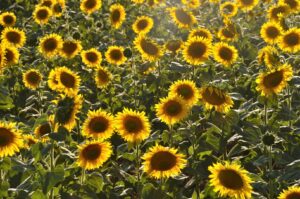 Recoltă scazuta la floarea soarelui