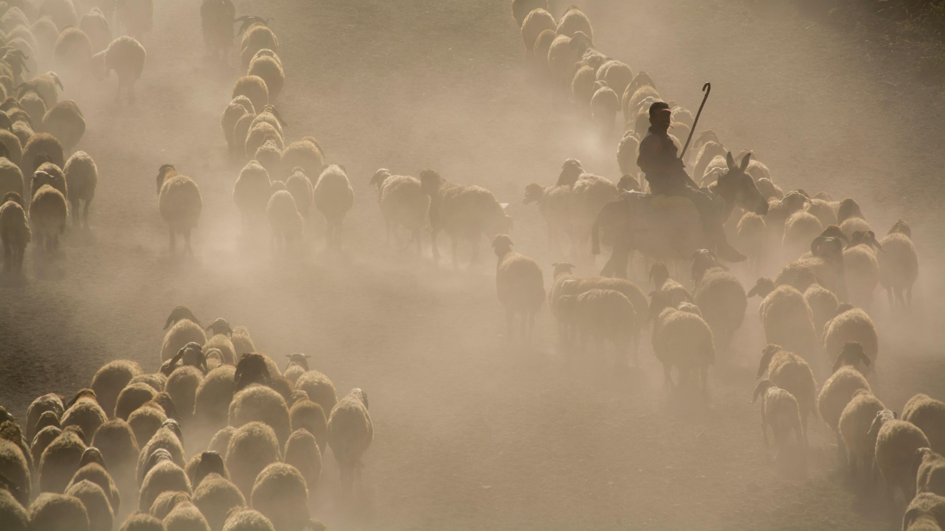 capre oi,bani europeni, AFIR, asigurari
