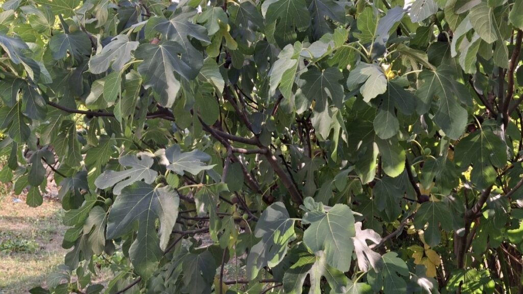 smochin, Valcea, Titesti