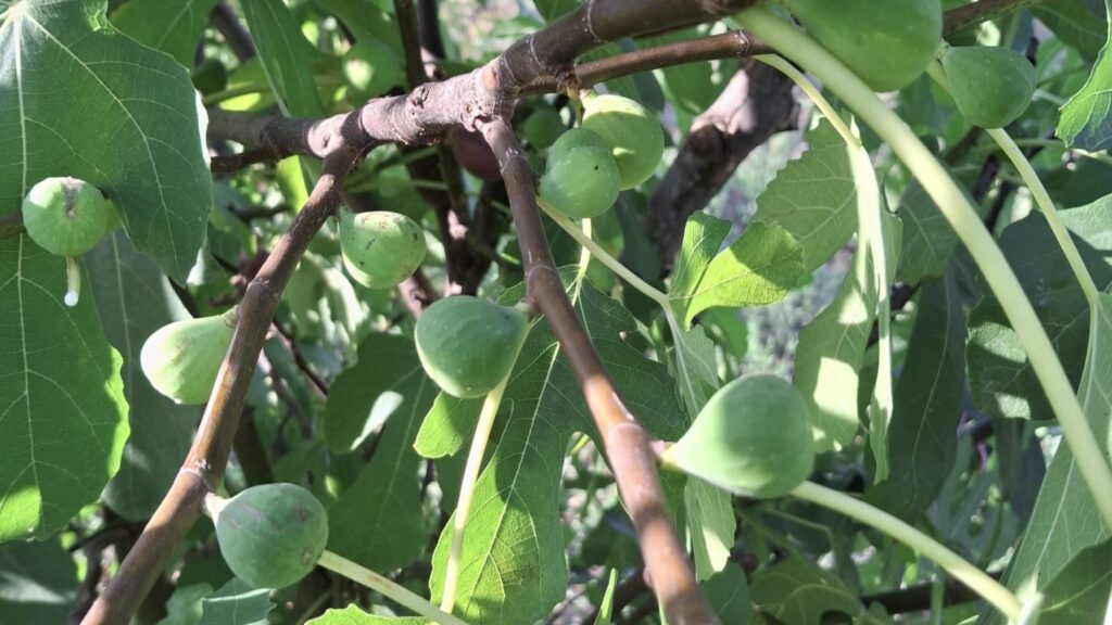 smochin, Valcea, Titesti