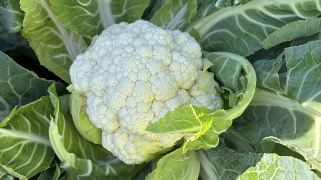 O mică porție zilnică de varză, broccoli sau conopidă poate reduce semnificativ riscul de cancer de colon, arată un nou studiu