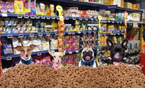 combaterea obezitatii la animale devine o preocupare a firmelor care produc alimente pentru animale de casa