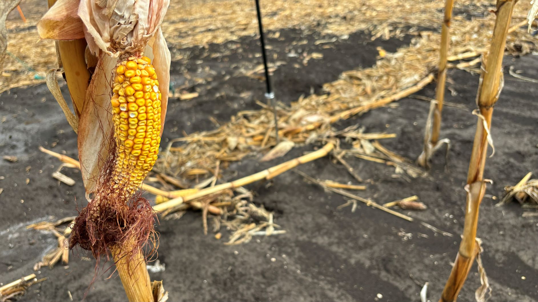 fermieri, uniunea europeana, agricultura, 2024