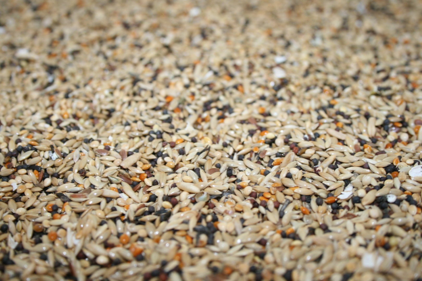 reutilizarea semintelor in Canada