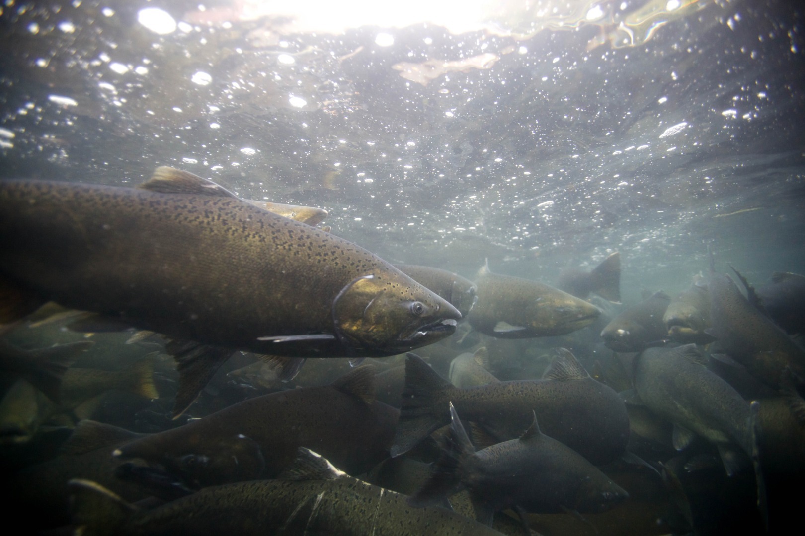 summitul-oceanelor-sub-egida-ONU-incepe-astazi-la-Nisa-in-Franta