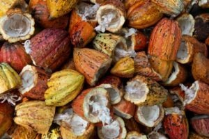 cacao de sinteza, carne de sinteza, cercetare