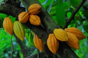 cacao de sinteza, carne de sinteza, cercetare