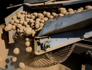 cartofi, Rusia, recolat 2024