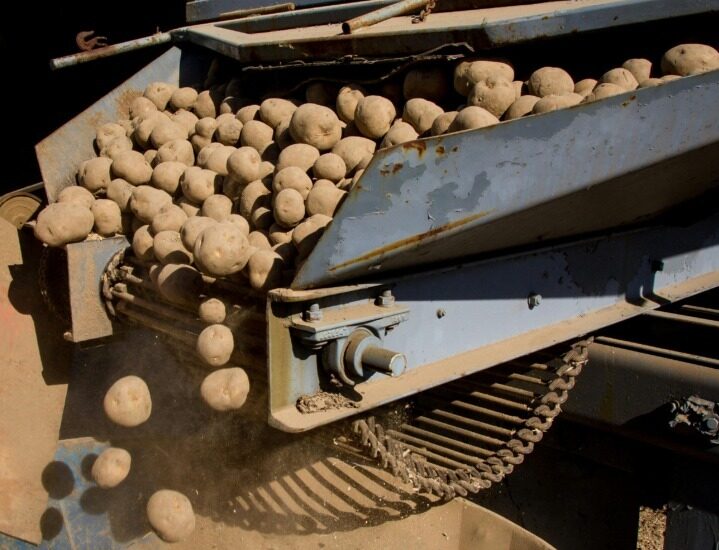 cartofi, Rusia, recolat 2024