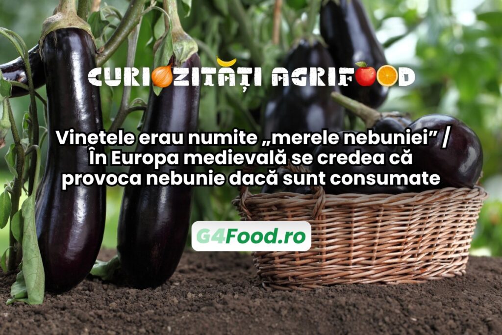 Vinetele erau considerate otrăvitoare în Evul Mediu