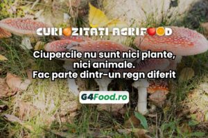 Ciupercile fac parte dintr-un regn diferit