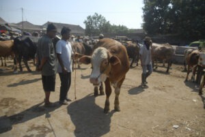 SUA a suspendat importul de bovine din Mexic