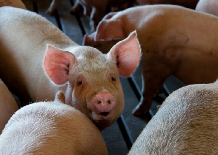 China impune tarife vamale provizorii de până la 62% la importul de carne de porc din UE