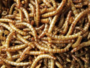 viermele galben de faina